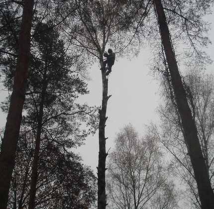 Mitarbeiter stutzt einen Baum im Wald
